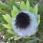 Protea Longifolia Stunning Long-leaf Black Sugarbush 12 Seeds
