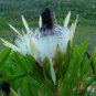 Protea Longifolia Stunning Long-leaf Black Sugarbush 12 Seeds
