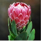 Protea Eximia, South Africa's national flower, Fairy Flower 12 Seeds
