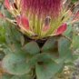 Protea Eximia, South Africa's national flower, Fairy Flower 12 Seeds