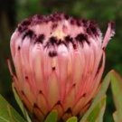 Protea Neriifolia Oleanderleaf Protea Amazing Flowering Plant  12 Seeds