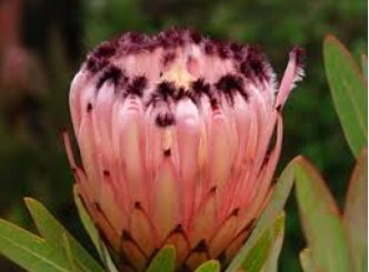 Protea Neriifolia Oleanderleaf Protea Amazing Flowering Plant  12 Seeds