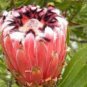 Protea Neriifolia Oleanderleaf Protea Amazing Flowering Plant  12 Seeds