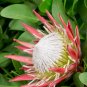Protea Neriifolia Oleanderleaf Protea Amazing Flowering Plant  12 Seeds