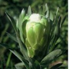 Protea Coronata White, South Africa's national flower 12 Seeds