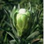 Protea Coronata White, South Africa's national flower 12 Seeds