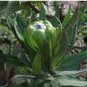 Protea Coronata White, South Africa's national flower 12 Seeds