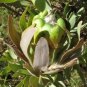 Protea Coronata White, South Africa's national flower 12 Seeds