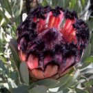 Protea laurifolia Pink, South Africa's national flower 12 Seeds