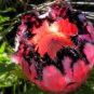 Protea laurifolia Pink, South Africa's national flower 12 Seeds