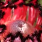 Protea laurifolia Pink, South Africa's national flower 12 Seeds