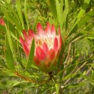 Protea repens Rare South African Shrub 12 Seeds