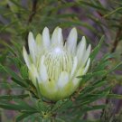 Protea repens (white) 12 Seeds