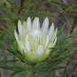 Protea repens (white) 12 Seeds