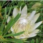 Protea repens (white) 12 Seeds