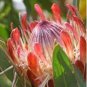 Protea susannae 12 Seeds