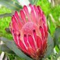 Protea Burchellii 12 Seeds