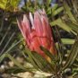 Protea Burchellii 12 Seeds
