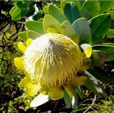 Protea Nitida (wagon tree) Flower 12 Seeds