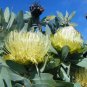 Protea Nitida (wagon tree) Flower 12 Seeds