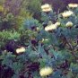 Protea Nitida (wagon tree) Flower 12 Seeds