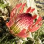 Protea Longifolia 12 Seeds