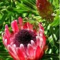 Protea Longifolia 12 Seeds