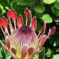 Protea Longifolia 12 Seeds