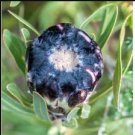 Protea lepidocarpodendron 12 Seeds
