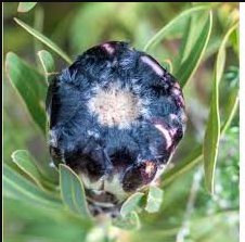 Protea lepidocarpodendron 12 Seeds