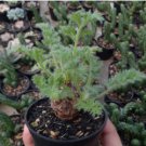 Pelargonium triste 10 Seeds