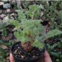 Pelargonium triste 10 Seeds