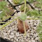Pelargonium triste 10 Seeds
