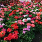 PELARGONIUM Mix Rare plants 10 Seeds