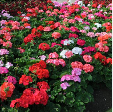 PELARGONIUM Mix Rare plants 10 Seeds