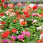 PELARGONIUM Mix Rare plants 10 Seeds