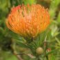 Leucospermum 12 Seeds