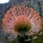 Leucospermum 12 Seeds