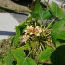 Jatropha Mahafalensis Fresh 10 Seeds