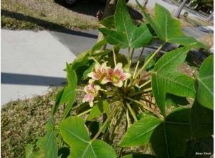 Jatropha Mahafalensis Fresh 10 Seeds