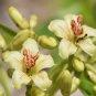 Jatropha Mahafalensis Fresh 10 Seeds