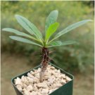 Fouquieria formosa Fresh 10 Seeds
