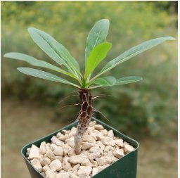 Fouquieria formosa Fresh 10 Seeds