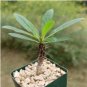 Fouquieria formosa Fresh 10 Seeds