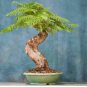 Delonix regia Fresh Bonsai plant 10 Seeds