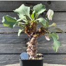 Othonna herrei Fresh 10 Seeds