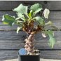 Othonna herrei Fresh 10 Seeds