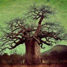 Adansonia digitata (Baobab) Tree 10 Seeds