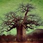 Adansonia digitata (Baobab) Tree 10 Seeds