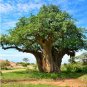 Adansonia digitata (Baobab) Tree 10 Seeds
